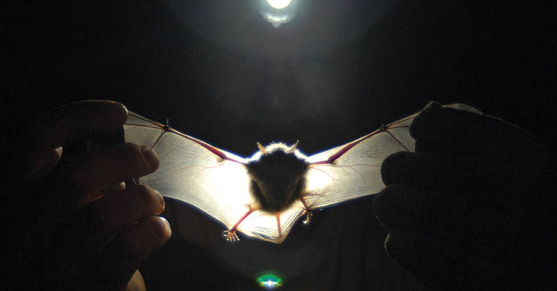 Bats are one of Iowa's true hibernators and more things you should know about bats | Iowa DNR